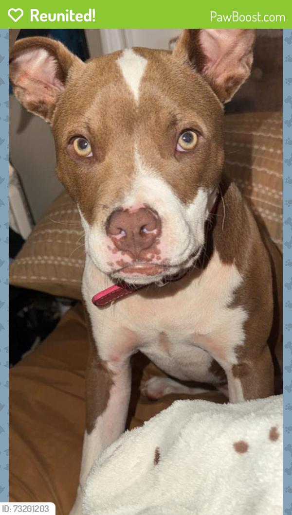 Reunited Female Dog last seen Keeler mill old mcelhaney, Greenville County, SC 29690