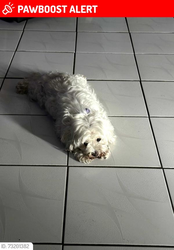 Lost Female Dog last seen Near hiltonia circle west palm beach florida 33407, West Palm Beach, FL 33407