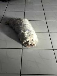 Lost Female Dog last seen Near hiltonia circle west palm beach florida 33407, West Palm Beach, FL 33407