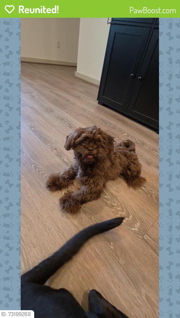 Reunited Male Dog last seen Walmgate Ct, Houston, TX 77047, USA, Houston, TX 77047