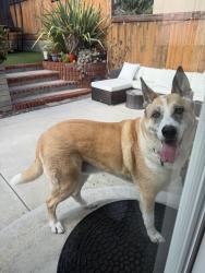 Reunited Male Dog last seen Kate sessions park, San Diego, CA 92109