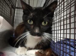 Shelter Stray Male Cat last seen , 11361 W Pico Blvd, Los Angeles, CA 90064, USA