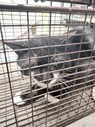 Shelter Stray Male Cat last seen FLORA LEE DR, LEESBURG, 12280 County Rd 448, Tavares, FL 32778, USA
