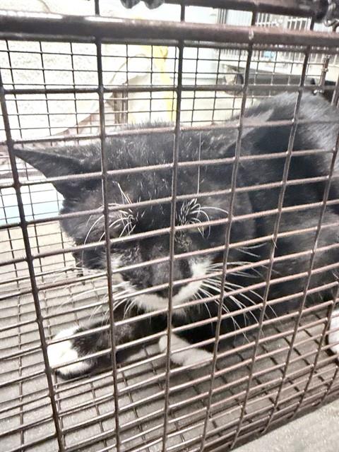 Shelter Stray Male Cat last seen FLORA LEE DR, LEESBURG, 12280 County Rd 448, Tavares, FL 32778, USA