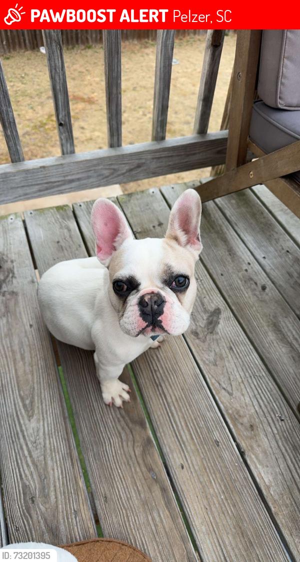Lost Female Dog last seen Greer, Pelzer, SC 29669