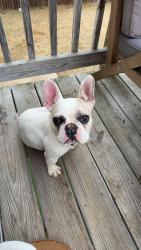 Lost Female Dog last seen Greer, Pelzer, SC 29669
