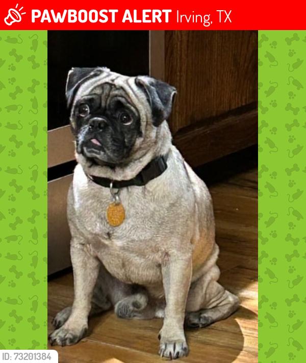 Lost Male Dog last seen South Rogers Road and Segundo Drive, Irving, TX 75060