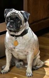 Lost Male Dog last seen South Rogers Road and Segundo Drive, Irving, TX 75060