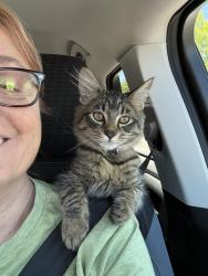 Reunited Male Cat last seen Se 168th ave, Vancouver, WA 98683