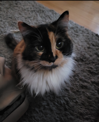 Lost Female Cat last seen Dugald and symington road area, Springfield, MB 