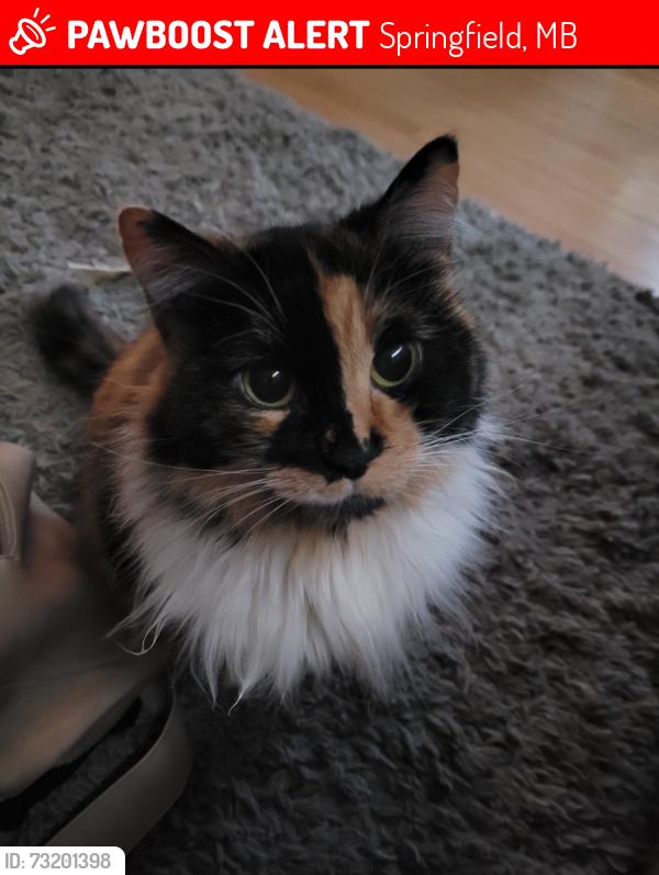 Lost Female Cat last seen Dugald and symington road area, Springfield, MB 