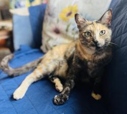 Reunited Female Cat last seen Alameda and Arlington, Berkeley, CA 94707