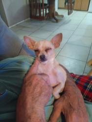 Found/Stray Female Dog last seen 59th ave and northern, Glendale, AZ 85301
