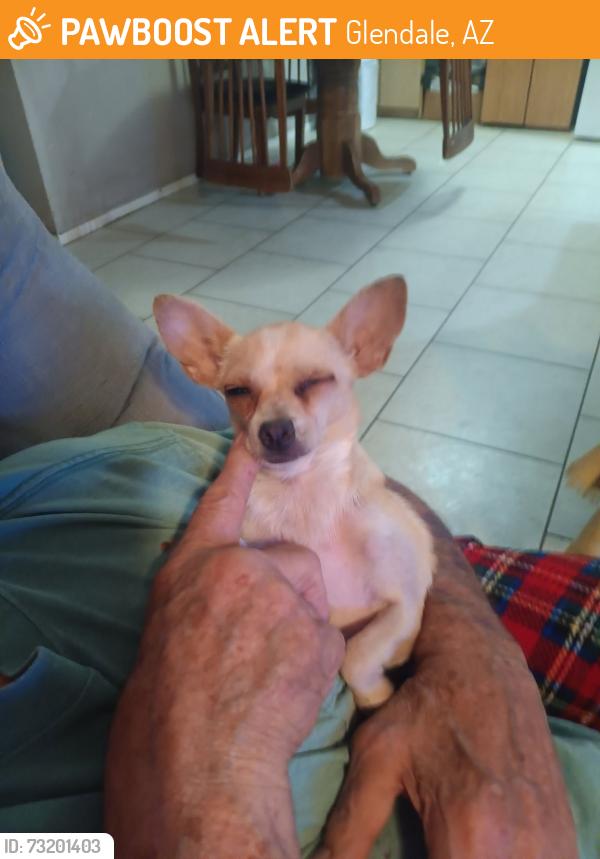 Found/Stray Female Dog last seen 59th ave and northern, Glendale, AZ 85301