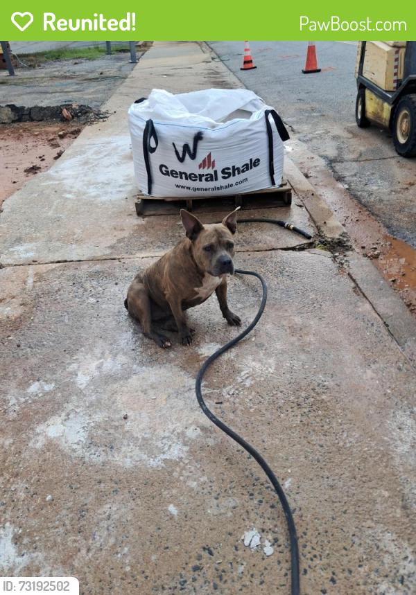 Reunited Female Dog last seen Anmed hosp, battlecats, Anderson, SC 29624