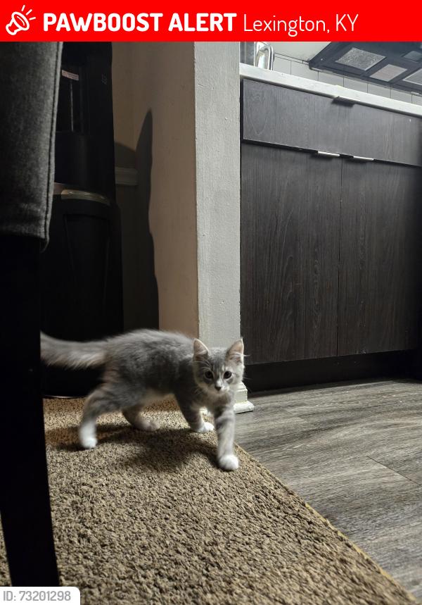 Lost Female Cat last seen Near Cane view trail, Lexington, KY 40511