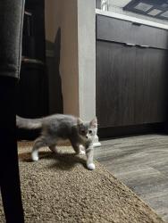 Lost Female Cat last seen Near Cane view trail, Lexington, KY 40511