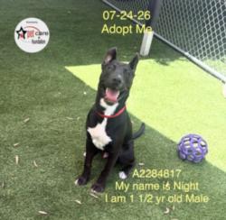 Shelter Stray Male Dog last seen , 1850 W 60th St, Los Angeles, CA 90047, USA