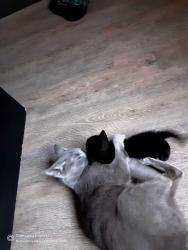 Lost Female Cat last seen she was near camspsite 33, but a little farther up the treeline, Marion, IA 52302