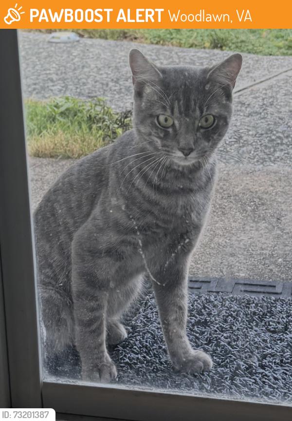 Found/Stray Unknown Cat last seen Augustine and donelson street, Woodlawn, VA 22309