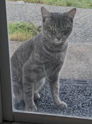 Found/Stray Unknown Cat last seen Augustine and donelson street, Woodlawn, VA 22309