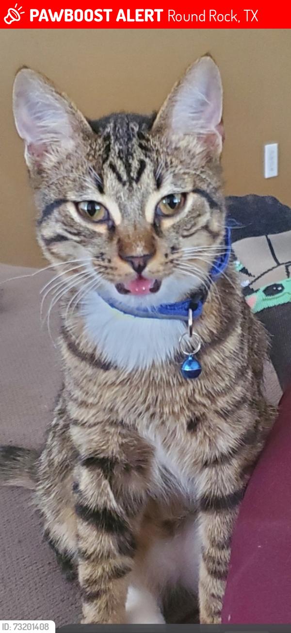 Lost Male Cat last seen Forrest creek and rusk, Round Rock, TX 78665
