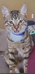 Lost Male Cat last seen Forrest creek and rusk, Round Rock, TX 78665