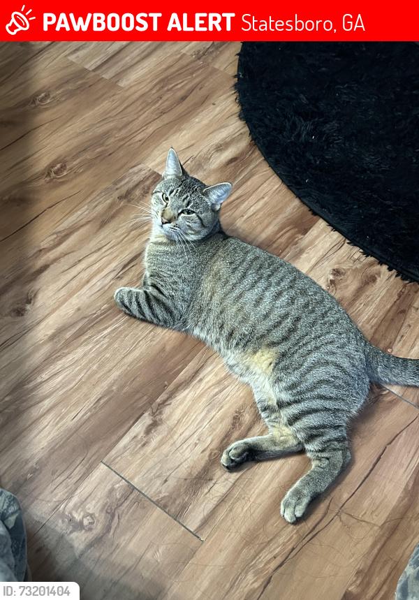 Lost Male Cat last seen Elmer Baptist Church, Statesboro, GA 30461