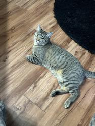 Lost Male Cat last seen Elmer Baptist Church, Statesboro, GA 30461