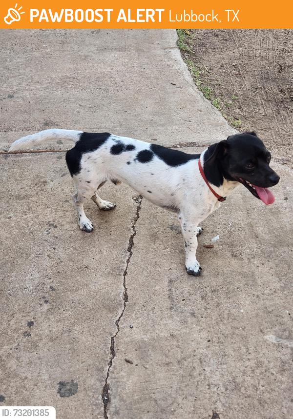 Found/Stray Male Dog last seen Near 42nd st, Lubbock, TX 79412