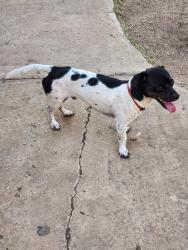 Found/Stray Male Dog last seen Near 42nd st, Lubbock, TX 79412
