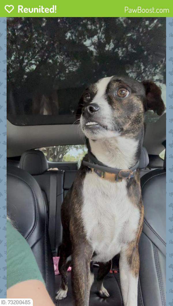Reunited Male Dog last seen broadway & 43rd, West Palm Beach, FL 33407