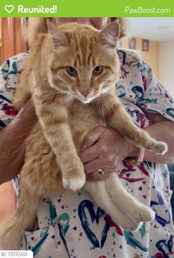 Reunited Male Cat last seen Center/ Castro Valley Blvd, Castro Valley, CA 94546