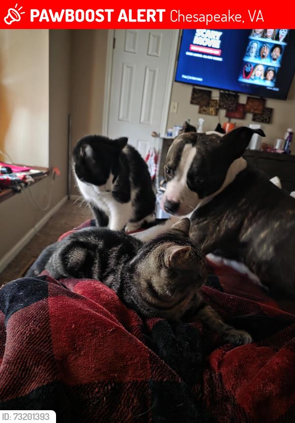 Lost Female Dog last seen Byron and battlefield, Chesapeake, VA 23320