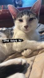 Lost Female Cat last seen At the hse, Albuquerque, NM 87105