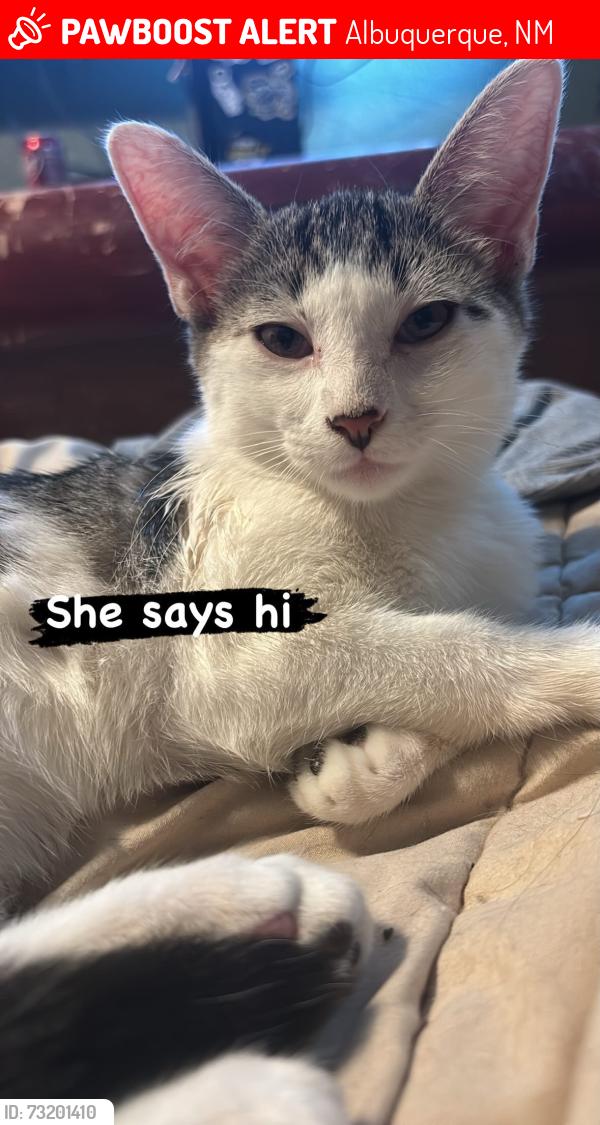 Lost Female Cat last seen At the hse, Albuquerque, NM 87105