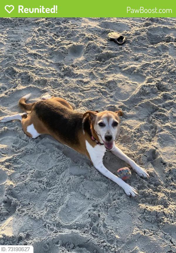 Reunited Female Dog last seen Southland, and stacey weaver, Fayetteville, NC 28311