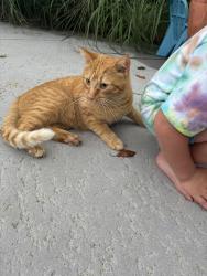 Found/Stray Male Cat last seen Ridgeway Ave, Rochester, NY 14626