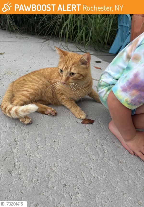 Found/Stray Male Cat last seen Ridgeway Ave, Rochester, NY 14626