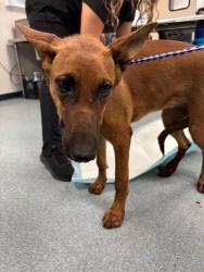 Shelter Stray Female Dog last seen Near BLOCK BLK GOLDEN STATE AV, BAKERSFIELD CA, 201 S Mt Vernon Ave, Bakersfield, CA 93307, USA