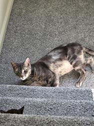 Reunited Male Cat last seen 176th st e, South Hill, WA 98375