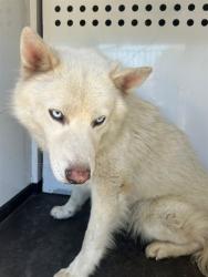 Shelter Stray Male Dog last seen Near BLK BUENA VISTA RD, BAKERSFIELD, CA, 201 S Mt Vernon Ave, Bakersfield, CA 93307, USA