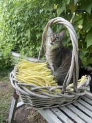 Lost Female Cat last seen Sierra Madre blvd, Sierra Madre, CA 91024