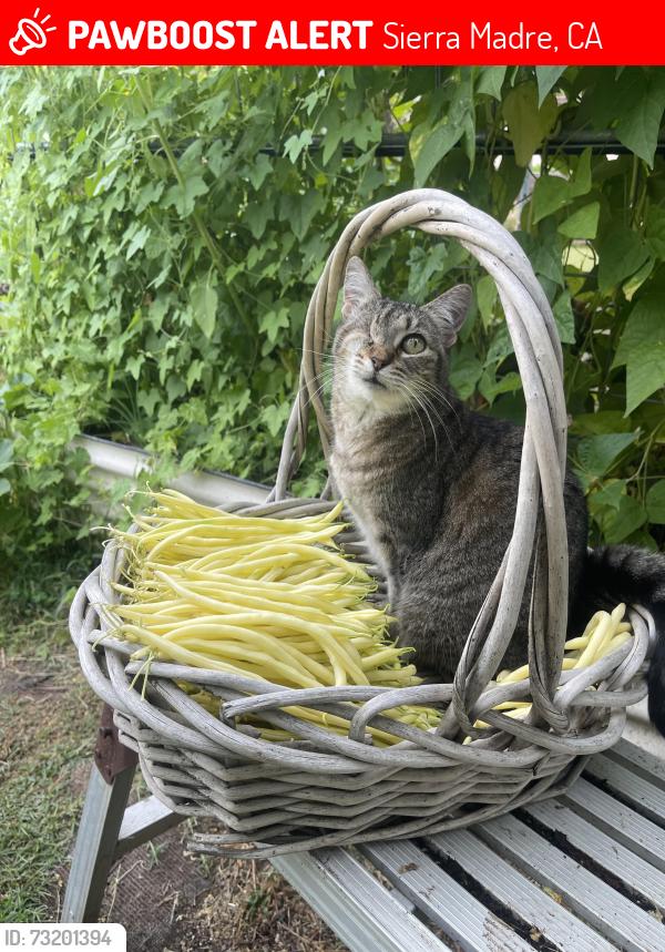 Lost Female Cat last seen Sierra Madre blvd, Sierra Madre, CA 91024