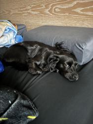 Reunited Female Dog last seen Hobbs Rd, League City, TX, USA, League City, TX 77573