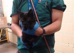 Shelter Stray Female Cat last seen Near BLOCK S MEADE ST, DENVER CO 80219, 1241 W Bayaud Ave, Denver, CO 80223, USA