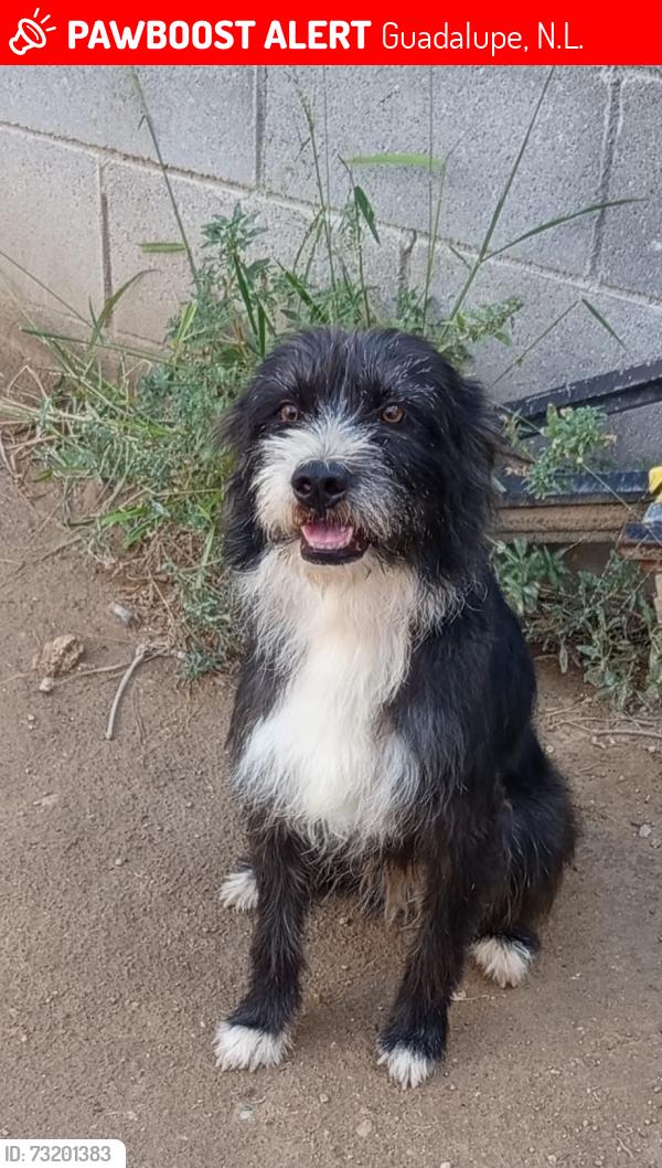 Lost Male Dog last seen Av. 20 de Noviembre, Carretera a Reynosa, Av. Pablo Livas. Cerca del Antirrabico de Guadalupe, Cerca del Rio, Guadalupe, N.L. 67170
