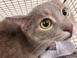 Shelter Stray Female Cat last seen , 14409 Vanowen St, Van Nuys, CA 91405, USA