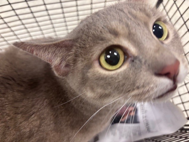 Shelter Stray Female Cat last seen , 14409 Vanowen St, Van Nuys, CA 91405, USA