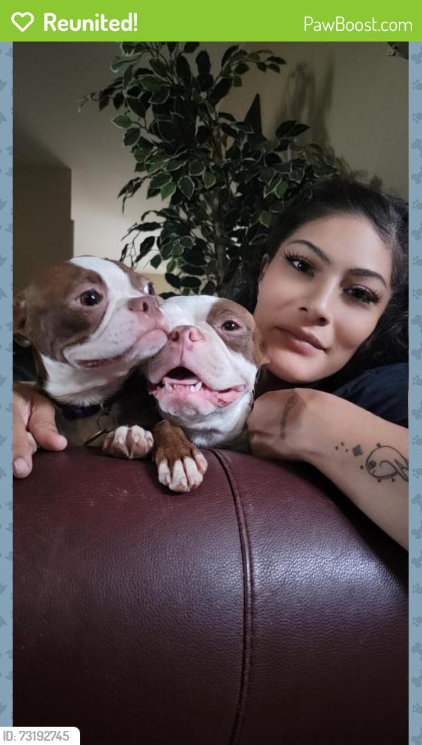 Reunited Unknown Dog last seen 38th and Eudora St, Denver, CO 80207